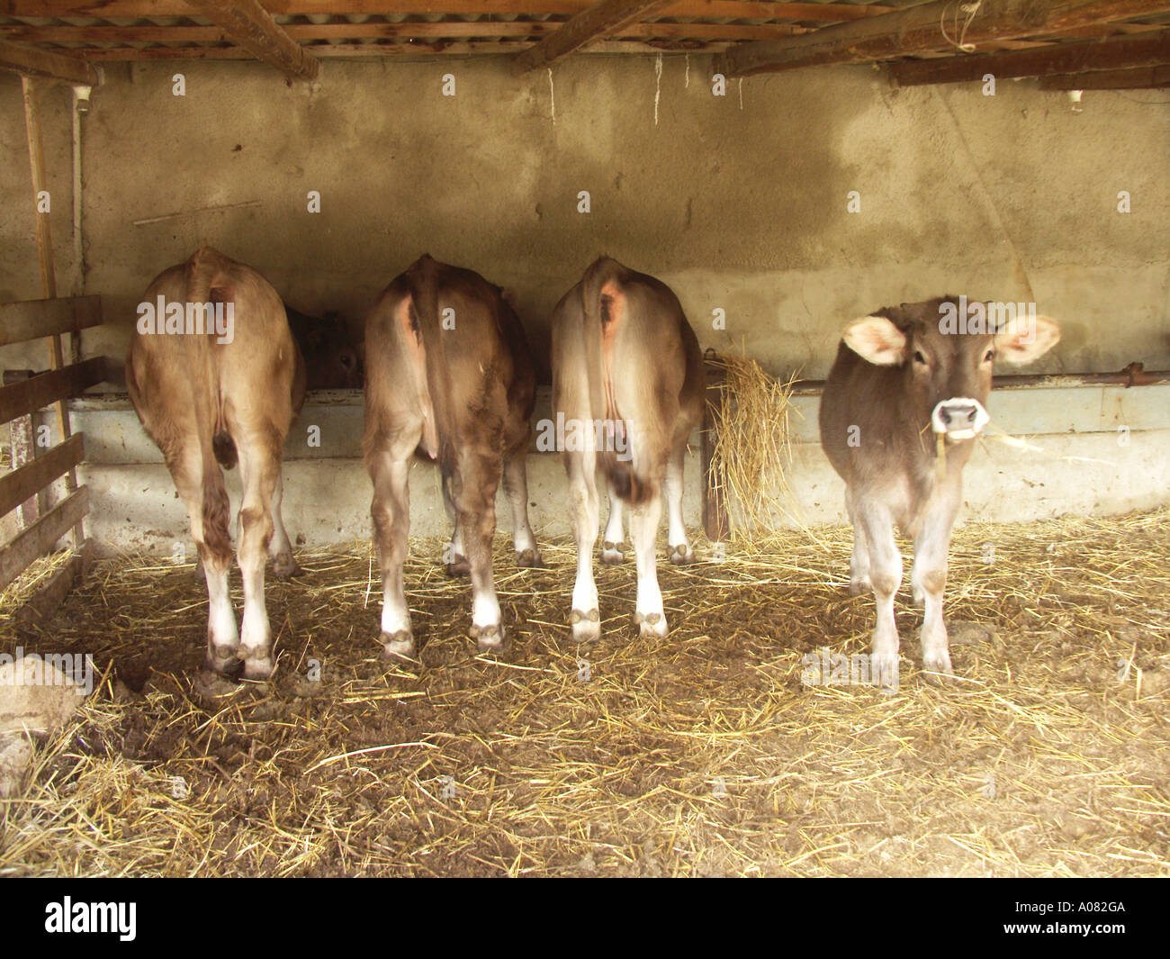 Back view brown alpine young dairy calves eating hay in a barn with one