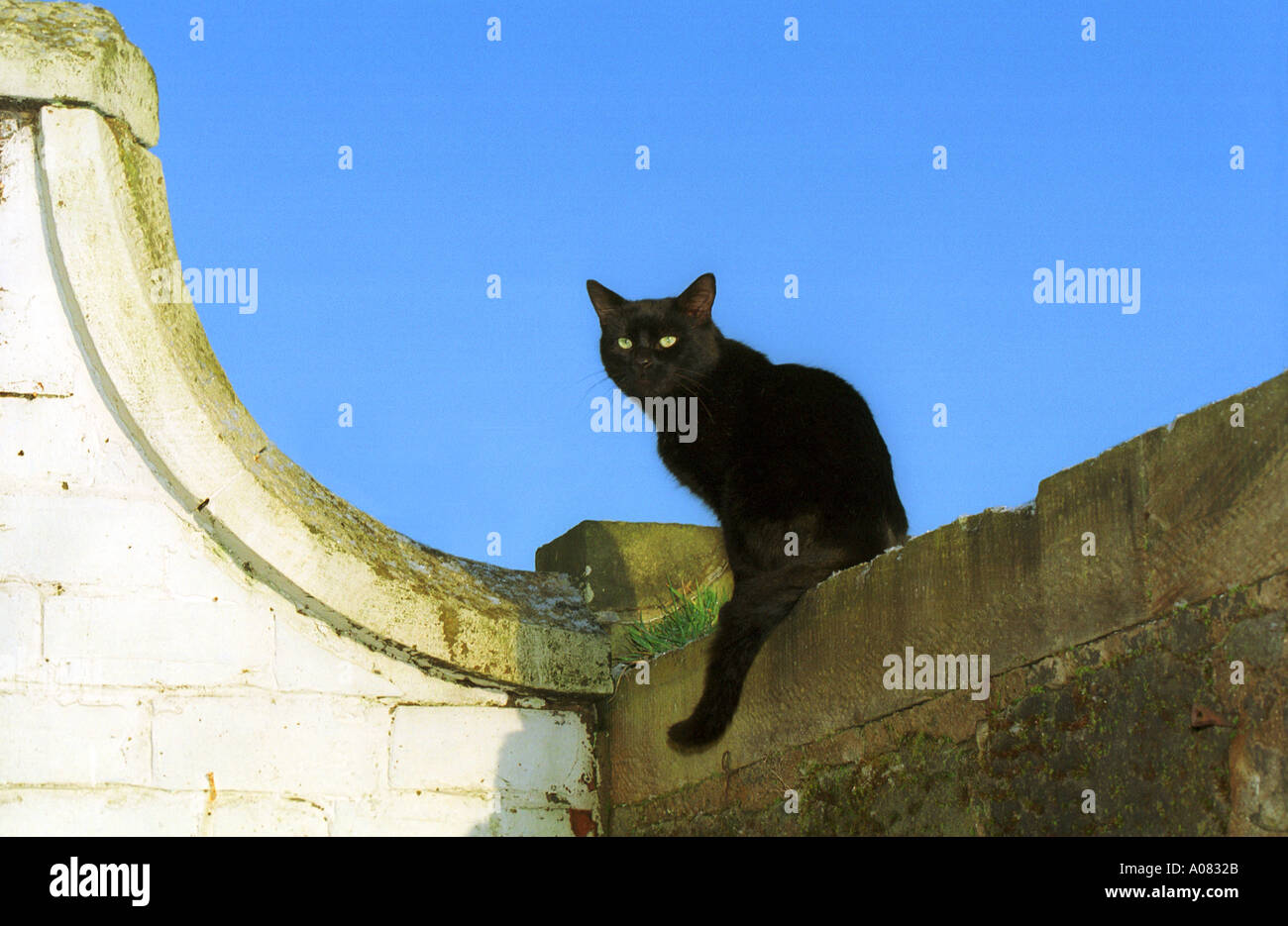 Cat on a wall Stock Photo Alamy