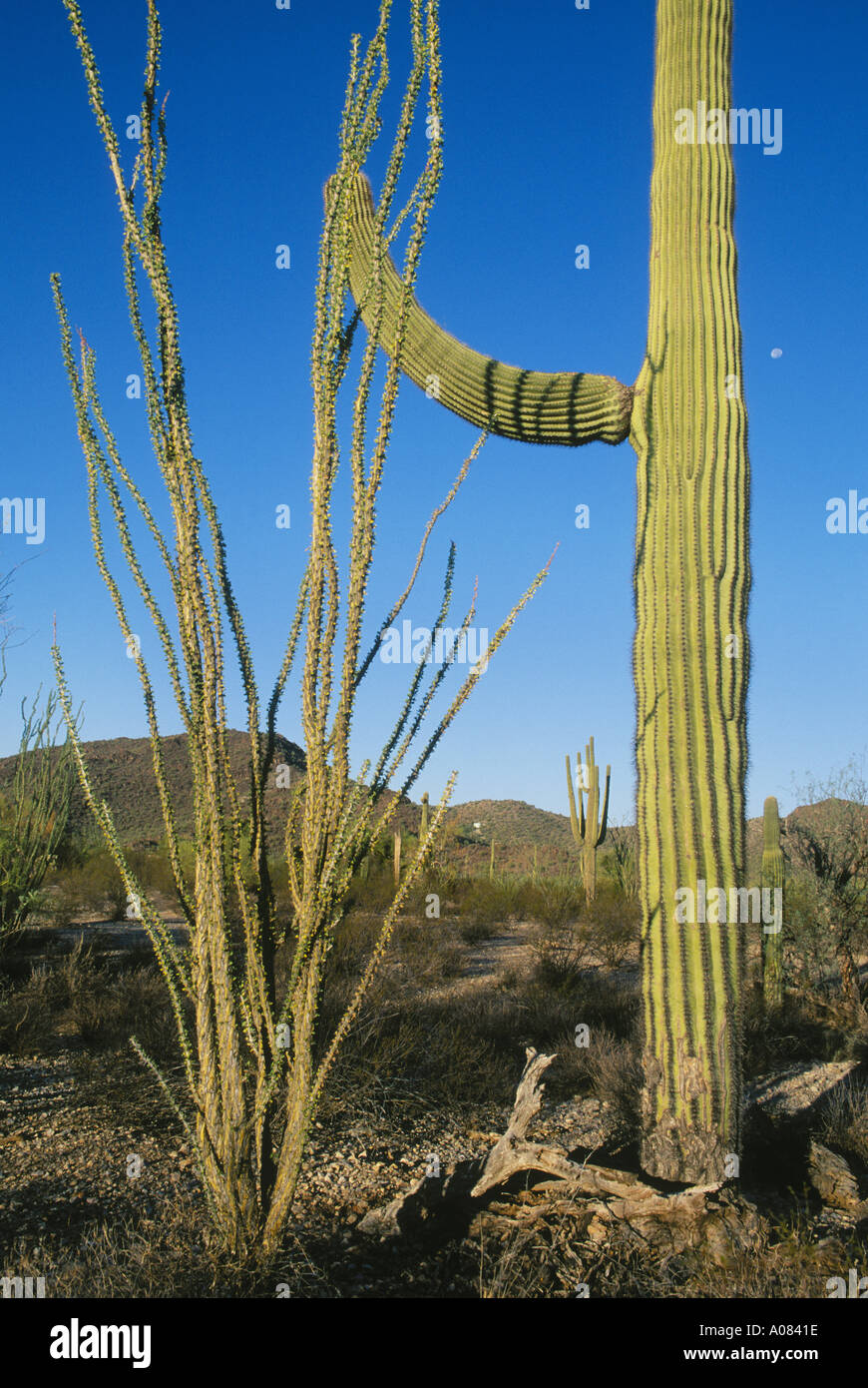 Saguaro Cactus Arizona New Mexico Usa Stock Photo Alamy
