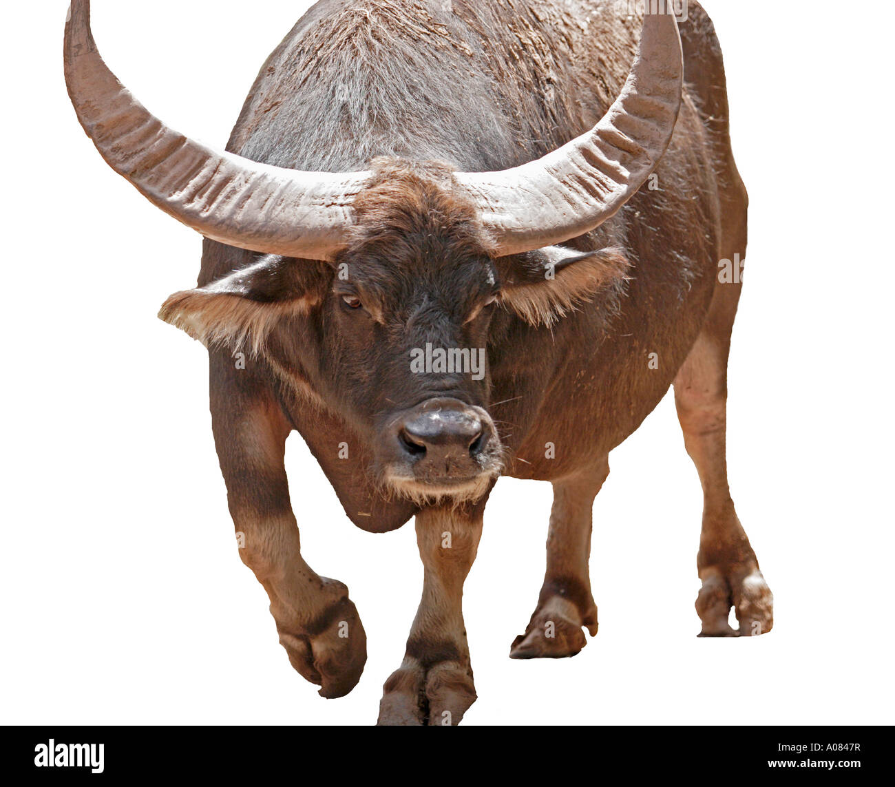 Cutout of Watusi Cattle Stock Photo