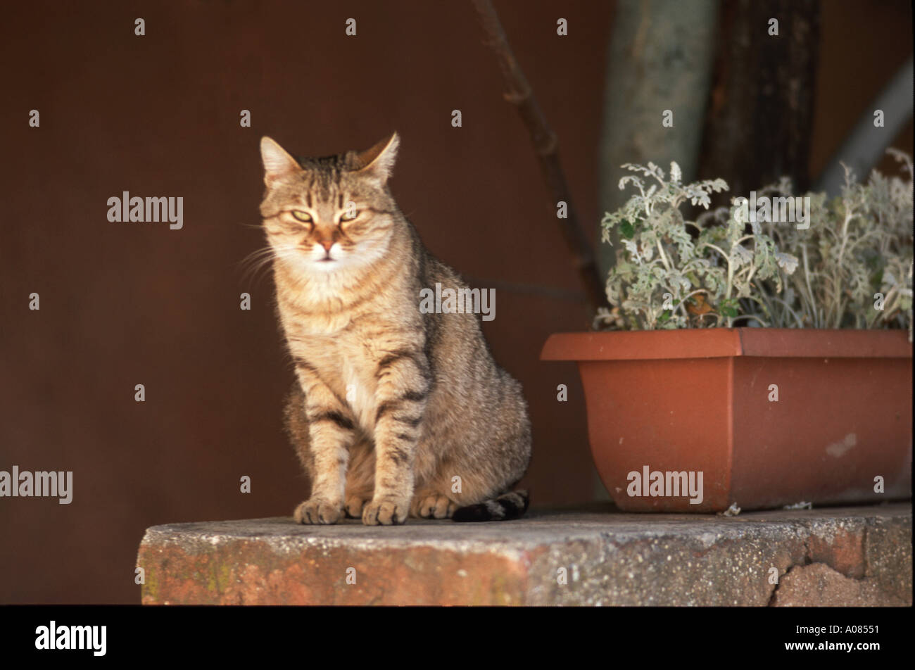 The golden cat Stock Photo