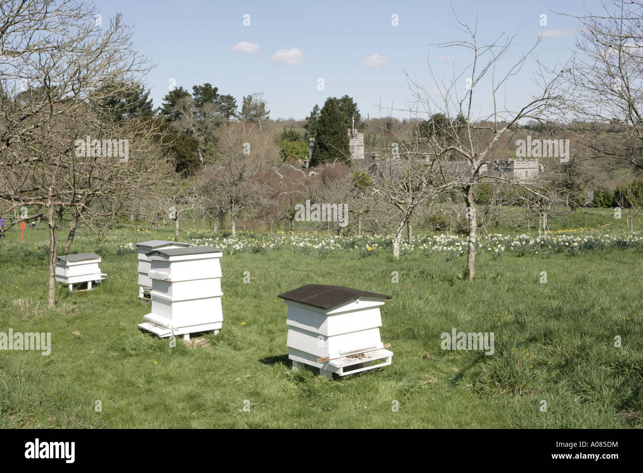 The bee hives  in the  gardens of  Cotehele an estate near Saltash Stock Photo