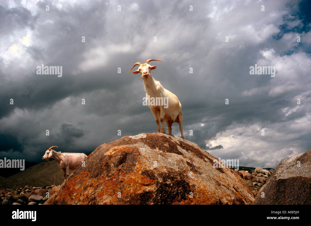 June 14, 2006 - Goats at lake Issyk-Kul in Kyrgyzstan Stock Photo