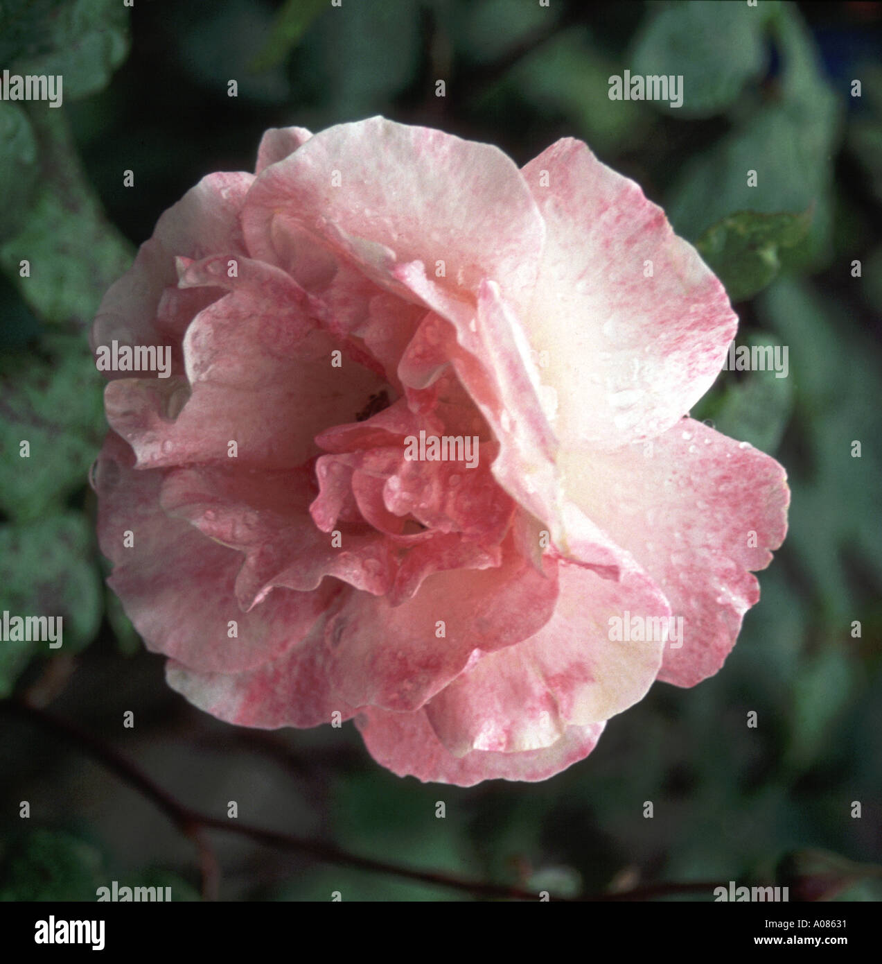 Kin Poloold Roses A single old style pink rose Stock Photo - Alamy