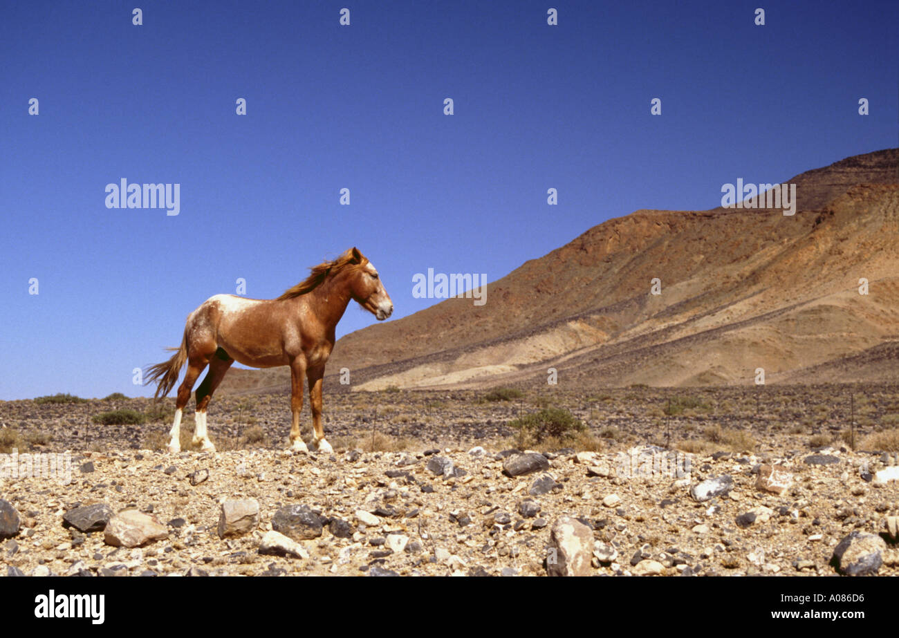 Namibia near Lüderitz a wild horse standing in the desert Stock Photo