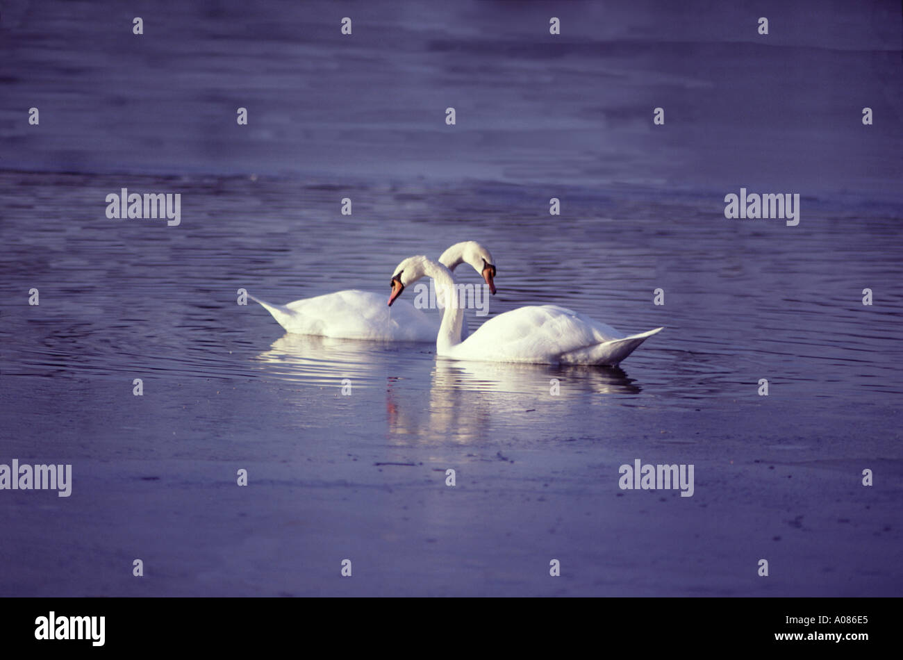 Two white swans swimming Stock Photo