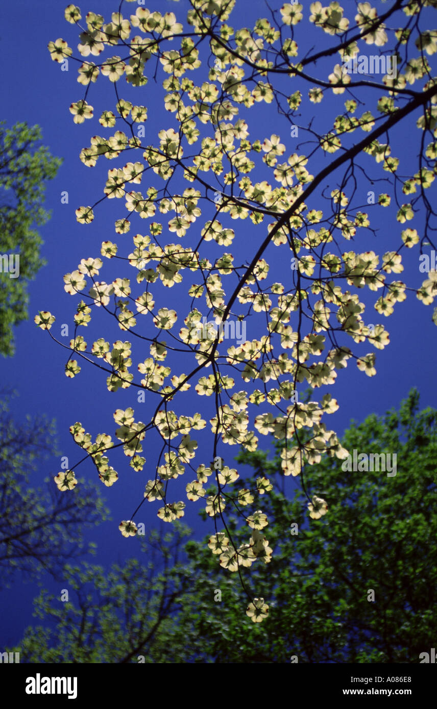 Dogwood Blooms against a clear blue sky Stock Photo