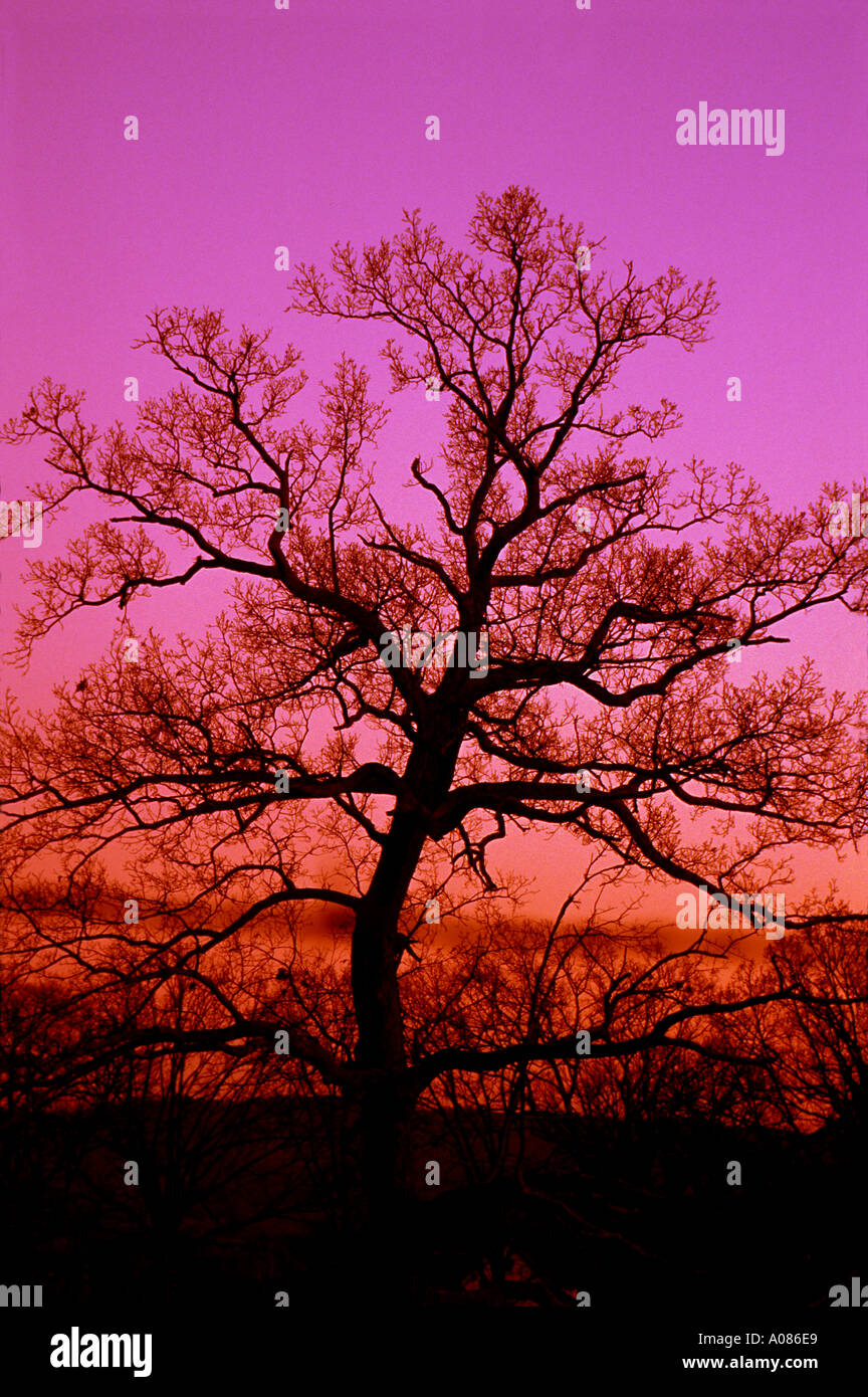 Oak Tree Silhouette against a magenta evening sky Stock Photo