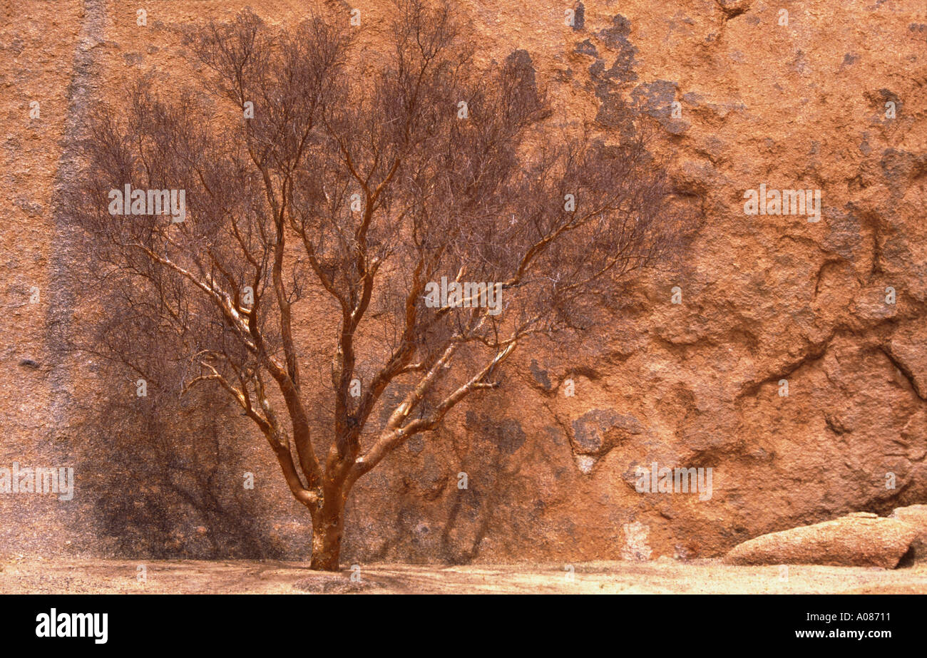 Namibia Spitzkoppe National Park a bush survives between the rocks ...