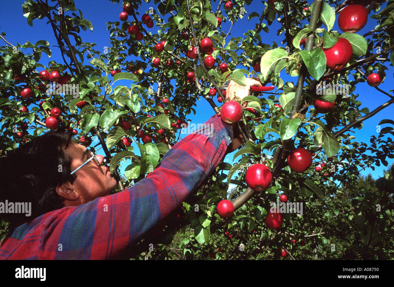 Organic farming of MacIntosh apples with organic farmer in New Brunswick Canada Stock Photo