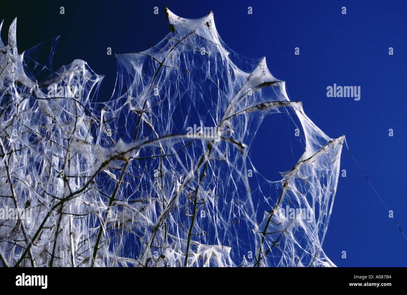 Gossamer Insects Gossamer like material hi-res stock photography and images - Alamy