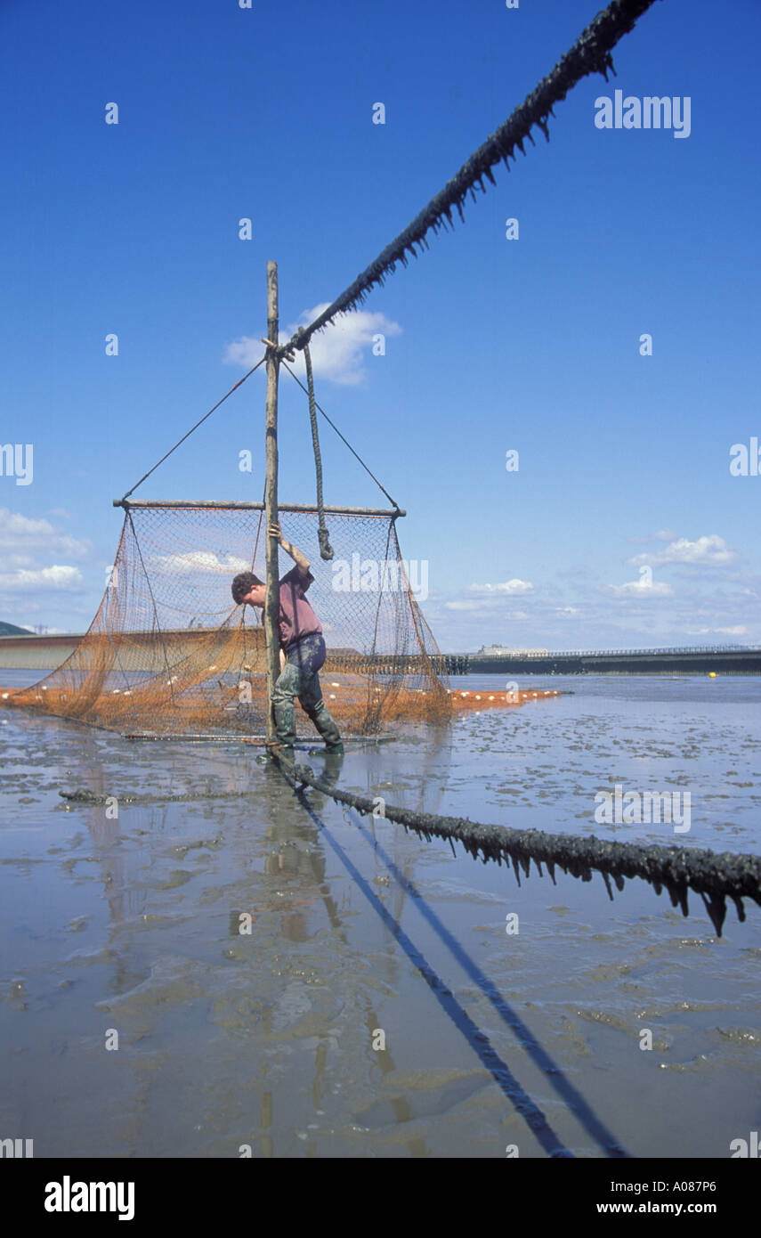 bag net salmon fishing Bag net salmon fishing hi-res stock photography and images