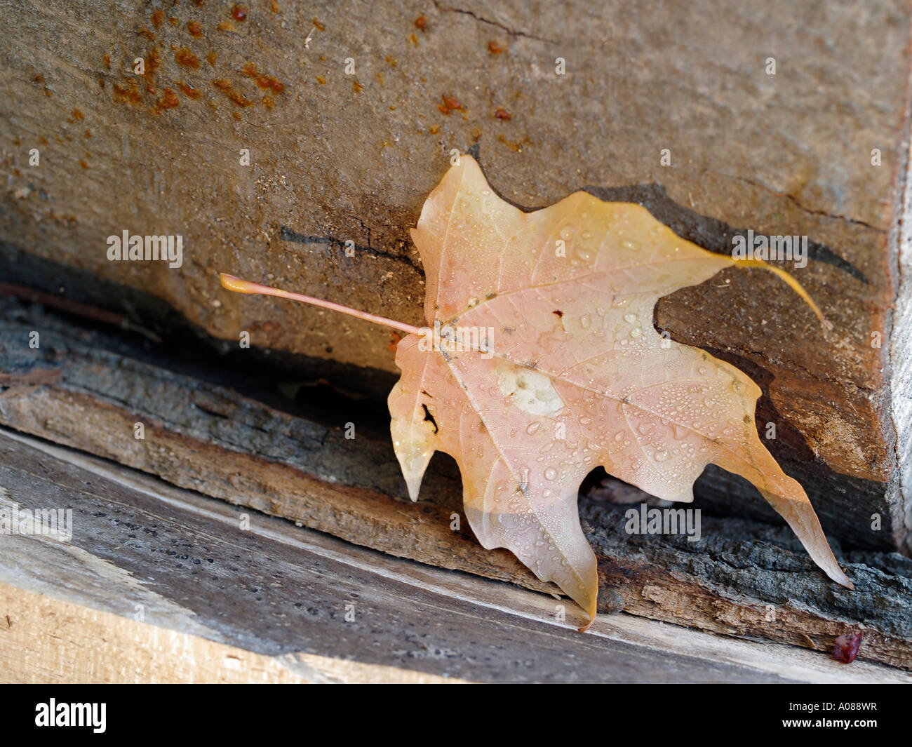 Solitary leaf resting on a fallen log in fall Stock Photo