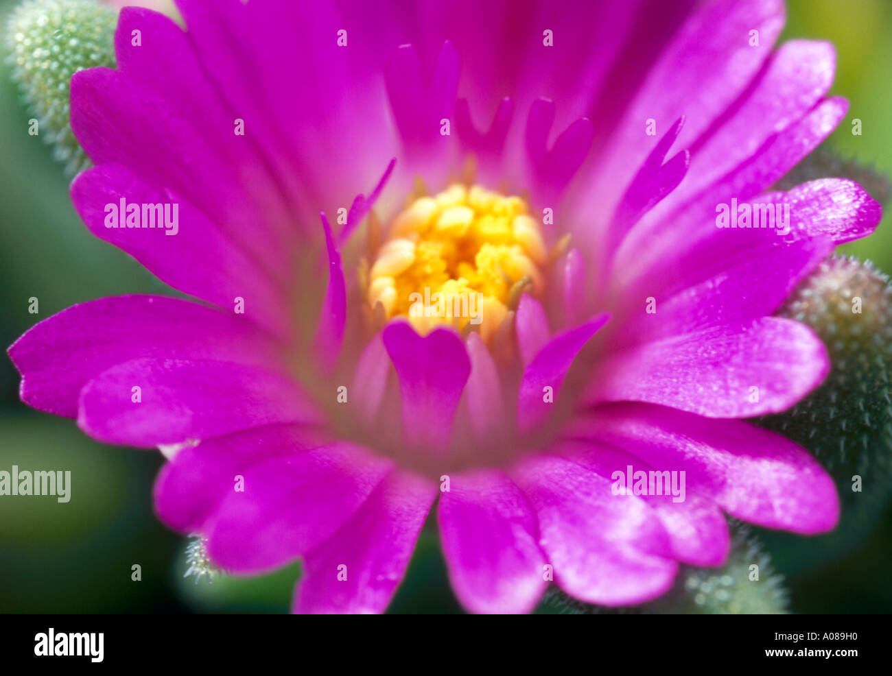 Close up of a pink Alpine flower drosanthemum hispidum. Stock Photo