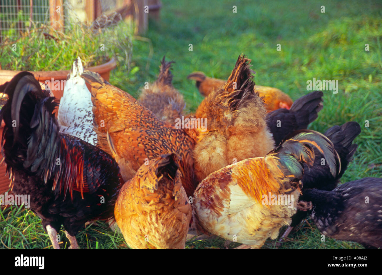 Free range chickens pecking at their feed Stock Photo Alamy