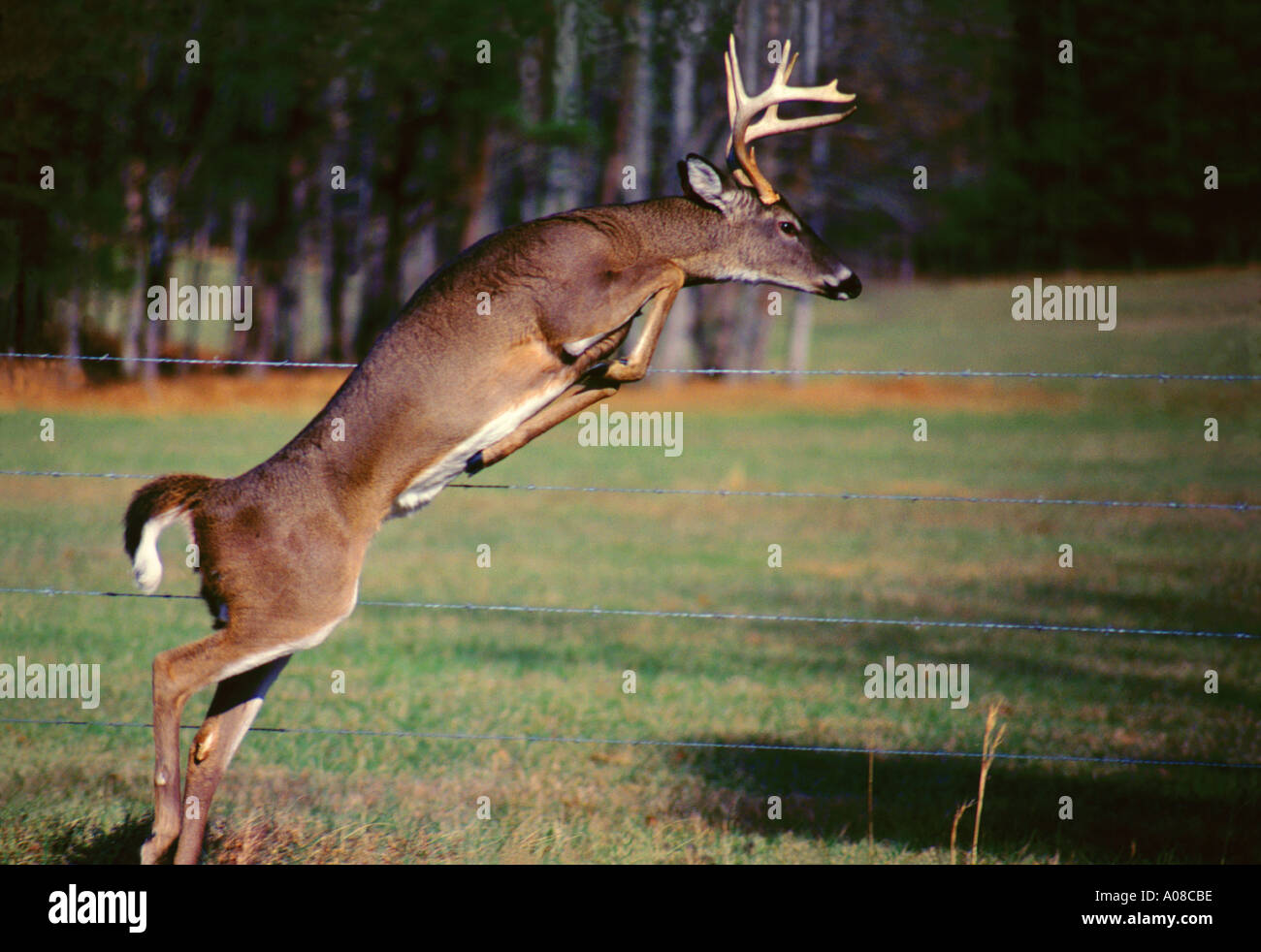 Jumping White tail Deer in The Great Smoky Mountains National Park Tennessee Stock Photo