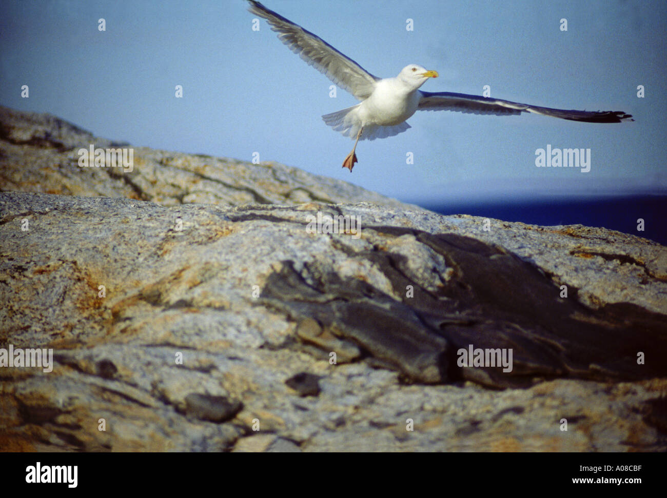 Herring Gull takes flight on rocks at Pemaquid Point Maine Stock Photo