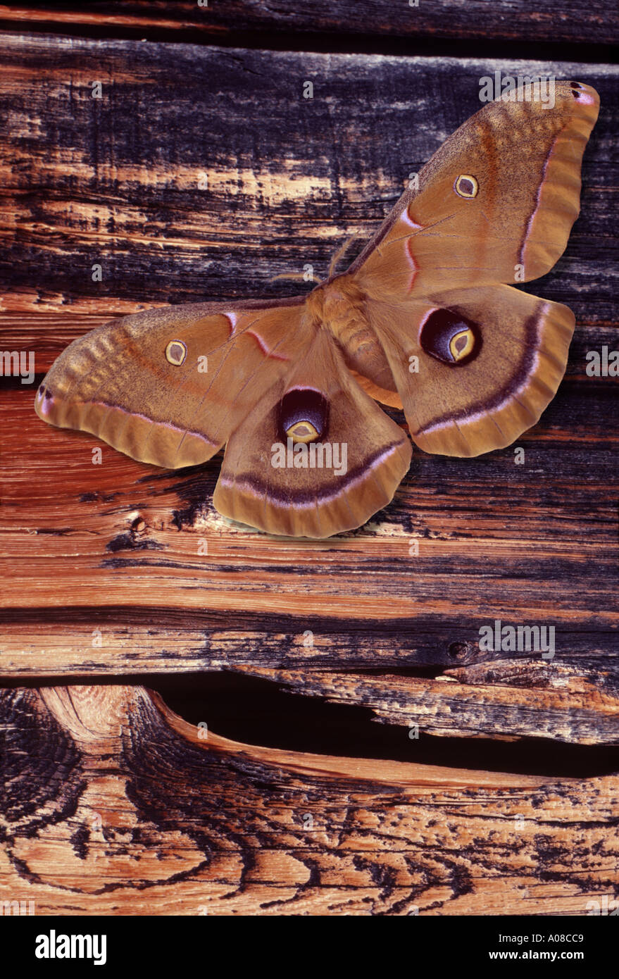 Moth on weathered wood in the Southern Appalachians Stock Photo