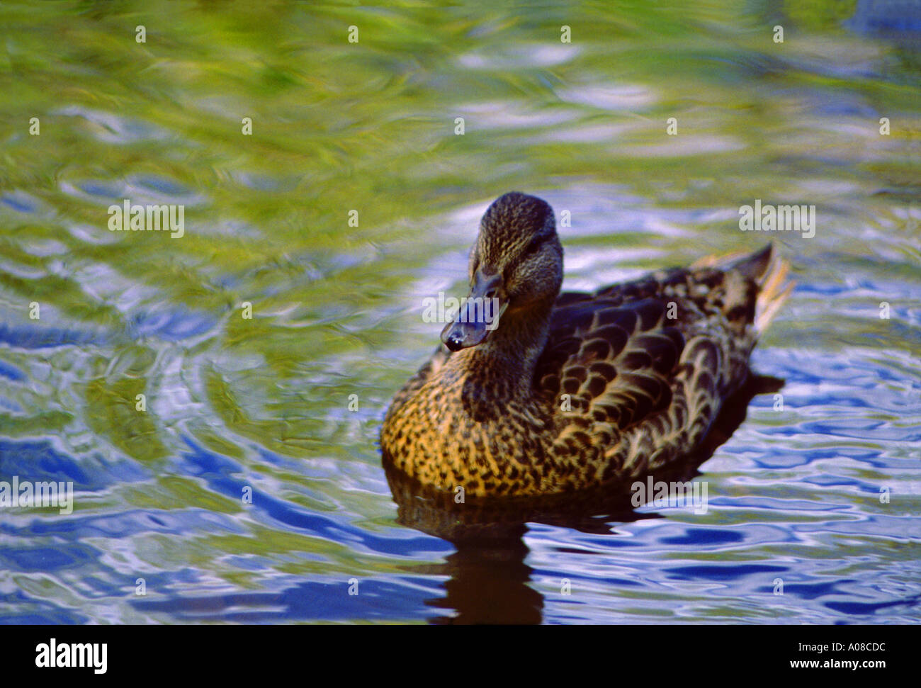 Duck floating in green and blue reflective beaver pond in The Rocky Mountains Stock Photo
