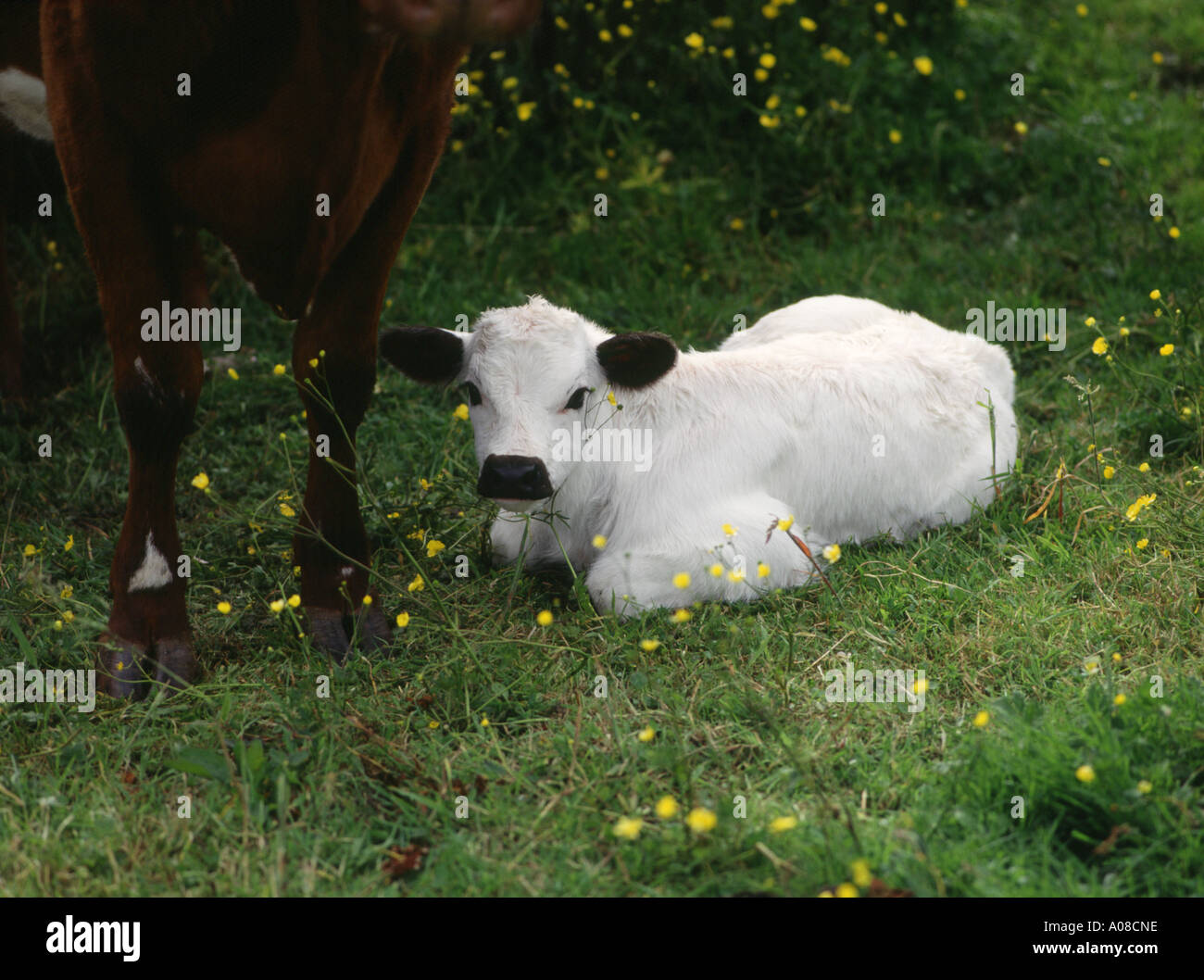 dh Beef cow calf CATTLE UK 2 day old white baby young cute newborn