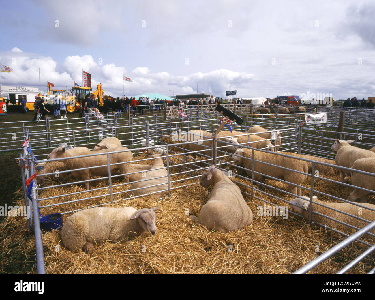 dh County show KIRKWALL ORKNEY Charollais sheep flock animal livestock pens animals pen uk agricultural Stock Photo