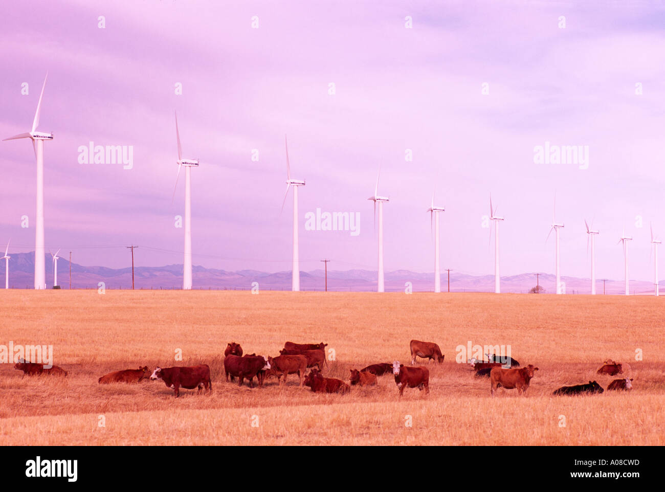 Wind Turbines generate Electricity at Wind Farm near Pincher Creek in