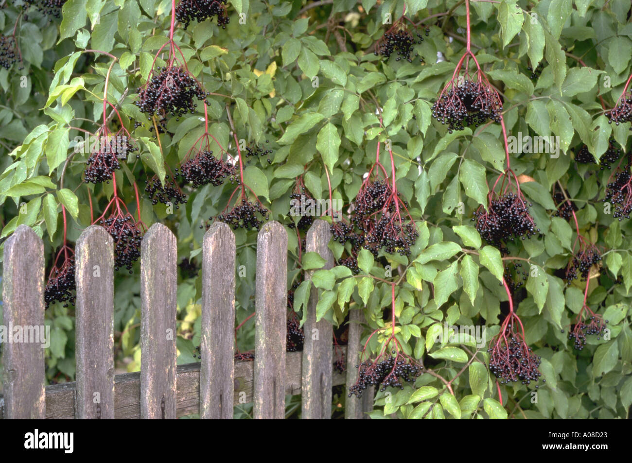 elder bush berry Holunder Beere Stock Photo - Alamy