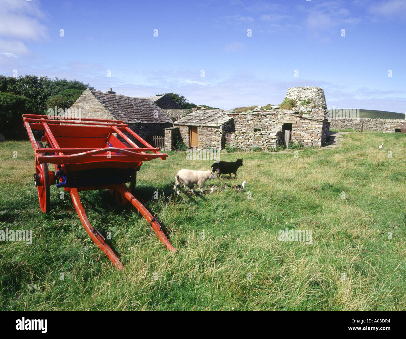 dh Kirbuster Farm Museum BIRSAY ORKNEY Farm box cart and farm buildings sheep and ducks islands scotland Stock Photo