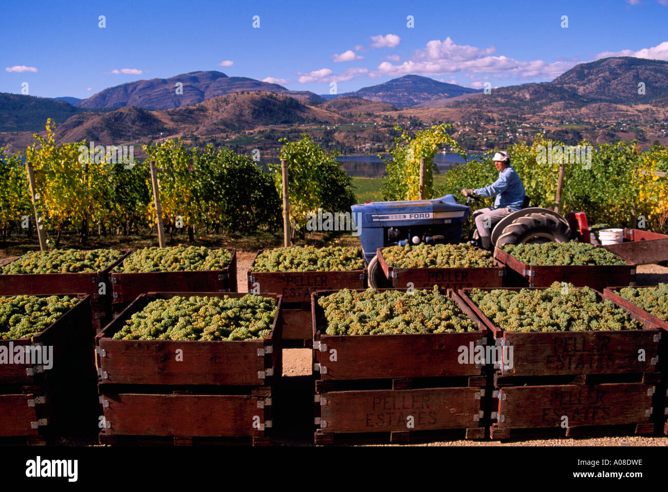 Harvest Time for Green Grapes in the South Okanagan Valley in British Stock Photo 5665373 Alamy
