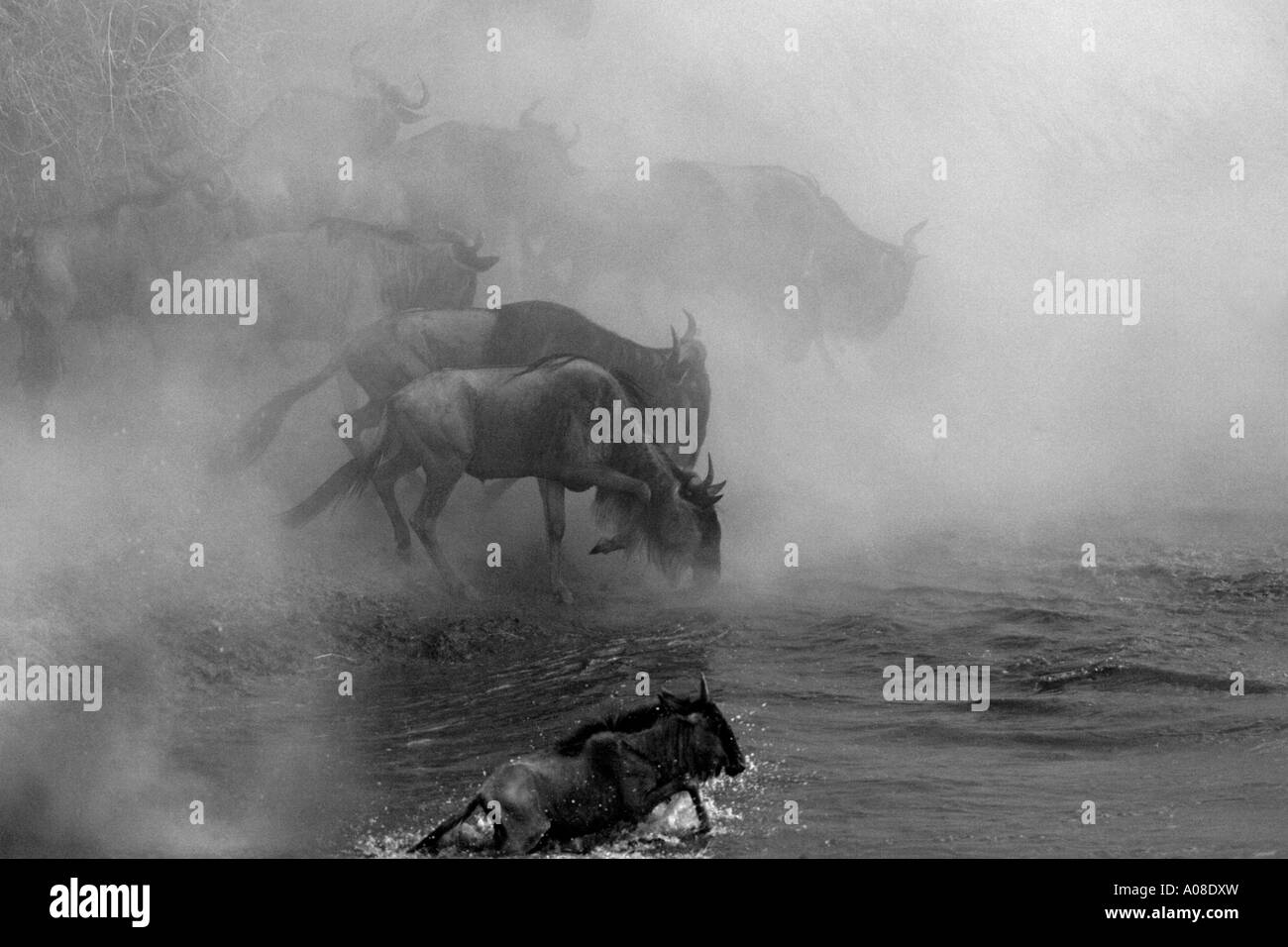 young wildebeest calf running frantically into the  steamy River Mara Kenya during the annual migration Tanzania to Kenya Stock Photo
