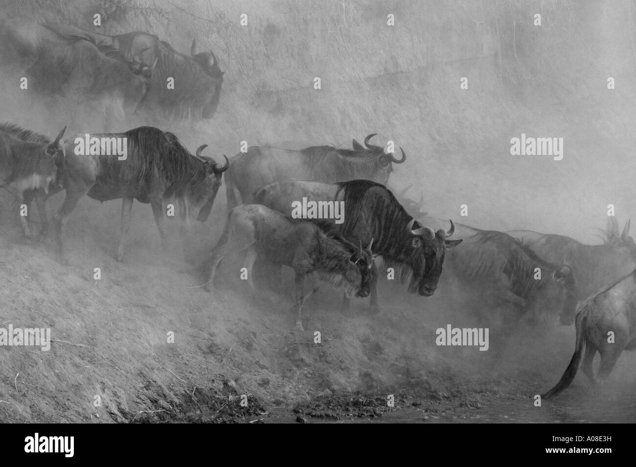 young wildebeest running frantically into the  steamy River Mara Kenya during the annual migration Tanzania to Kenya Stock Photo