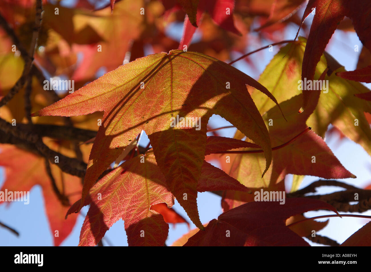 Colorful leaves hi-res stock photography and images - Alamy