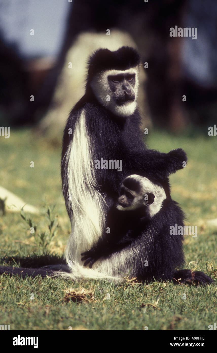 Black and White Colobus monkey with baby at Elsamere former home of Joy Adamson Lake Naivasha Kenya East Africa Stock Photo