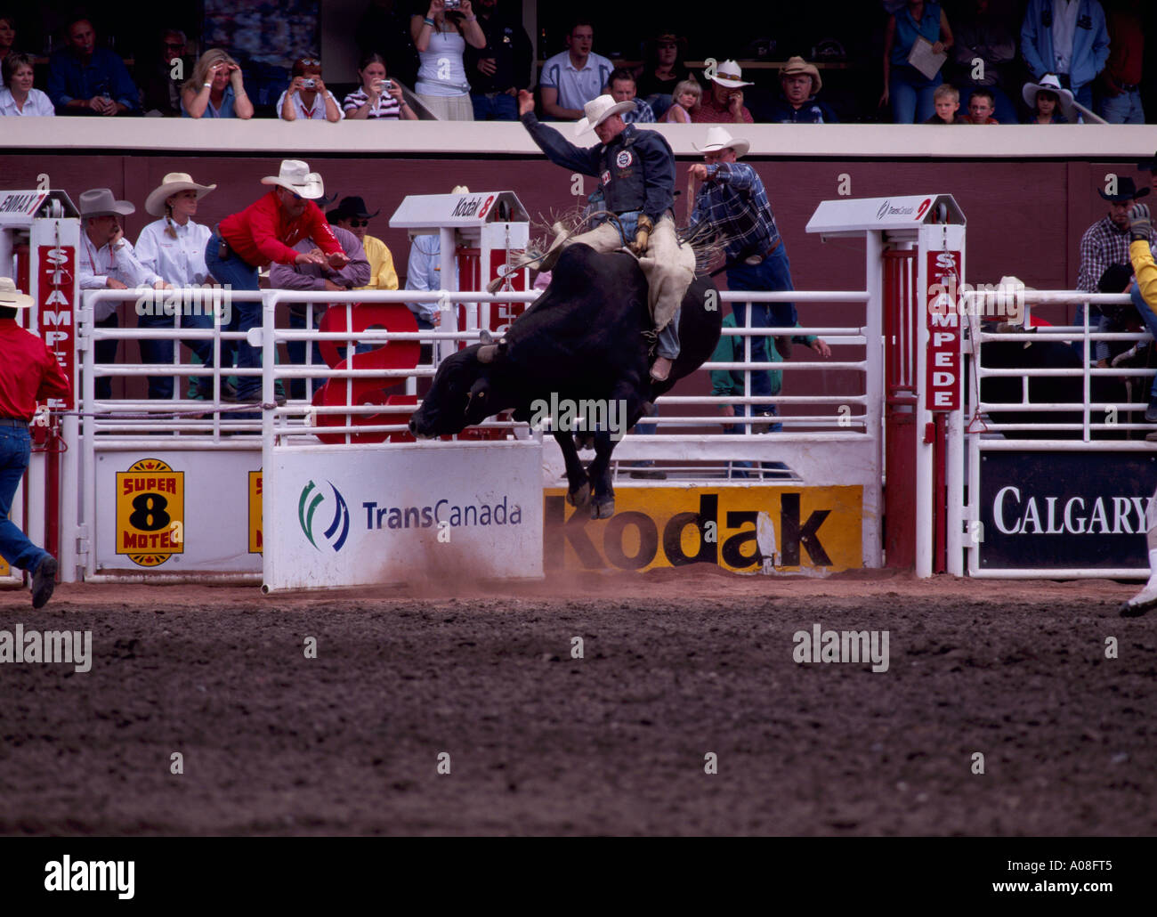 Bull Riding at 'Calgary Stampede' Calgary Alberta Canada Stock Photo