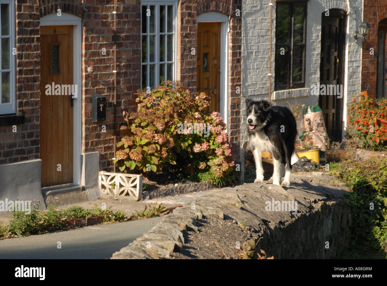 Dog on Wall Trevor Wrexham North East Wales Stock Photo