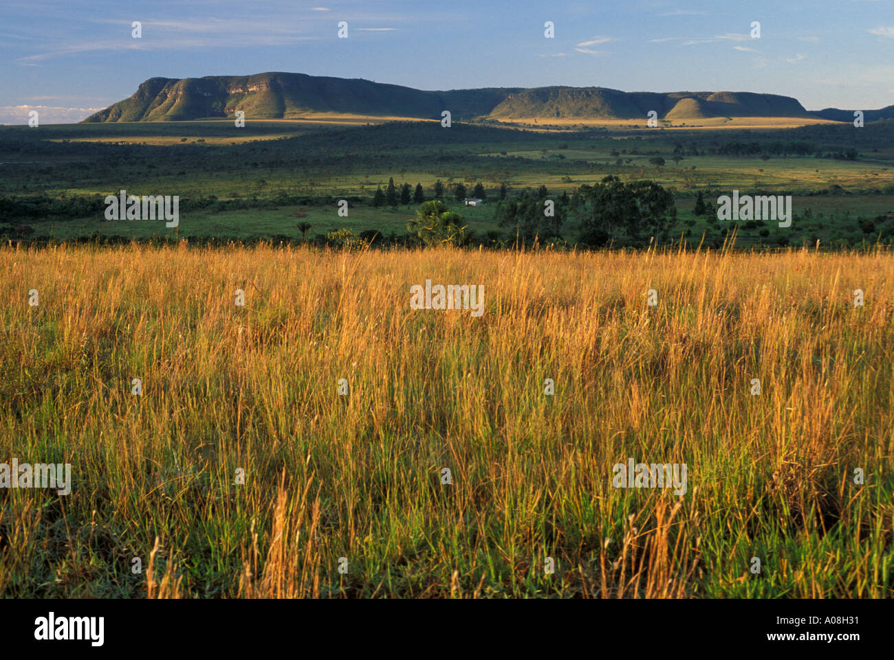 The cerrado vegetation of Brazil