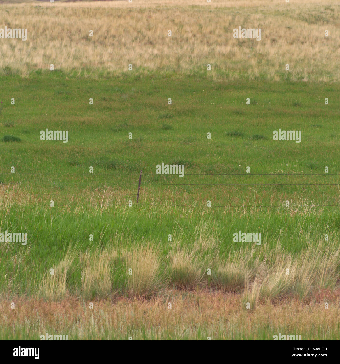 Uncut grass hi-res stock photography and images - Alamy