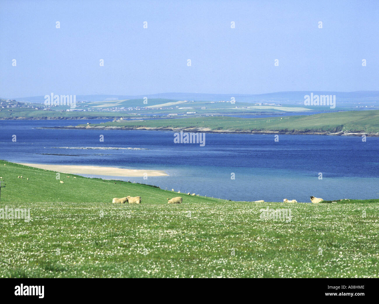 dh Burra Sound HOY ORKNEY Flock of Sheep grazing on hillside pasture Scapa Flow Stock Photo