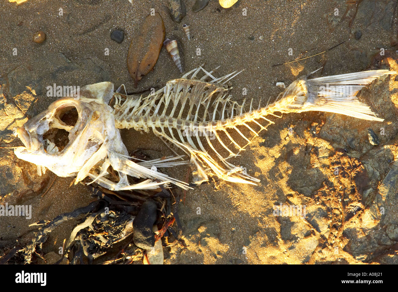 Fish Skeleton by @niladri Nath