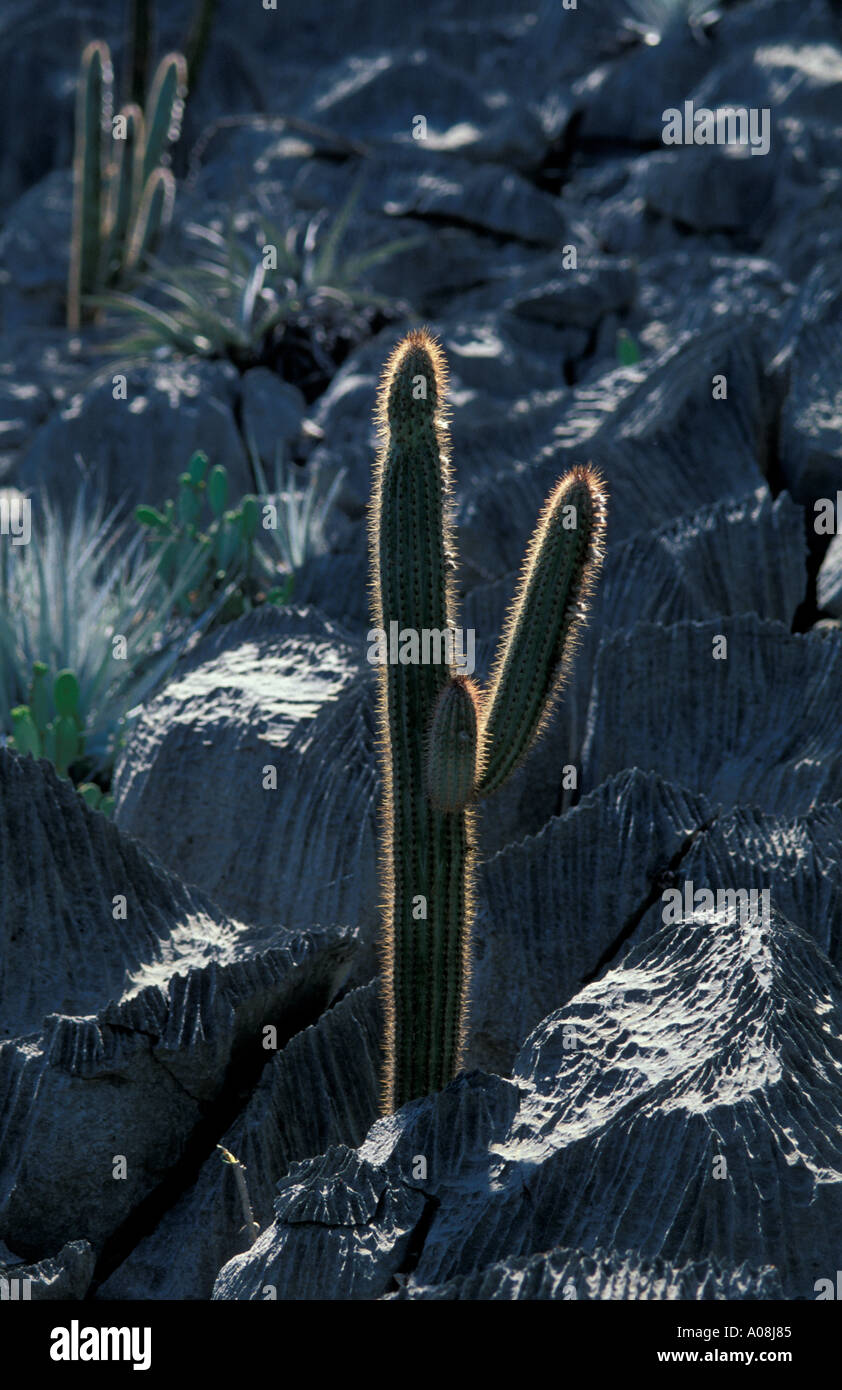Cactus grows in limestone Stock Photo