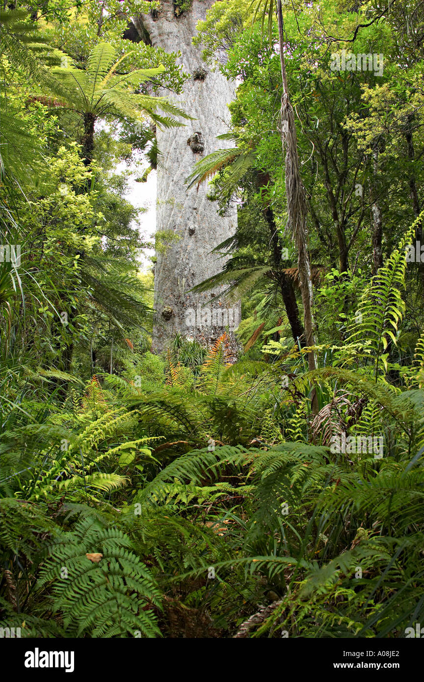 Giant tree ferns new zealand hi-res stock photography and images - Alamy