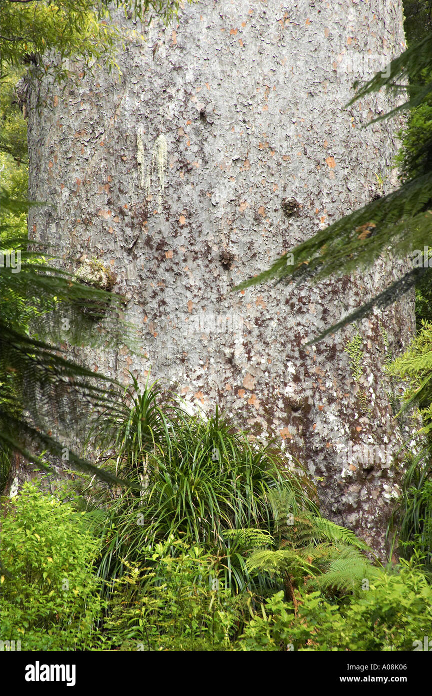 Ponga trunk hi-res stock photography and images - Alamy