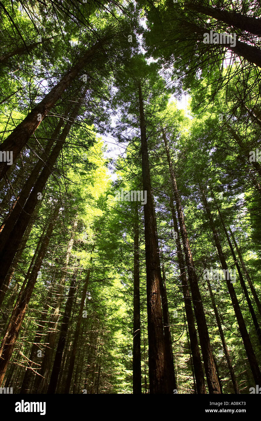 Redwood Forest Rotorua New Zealand Stock Photo