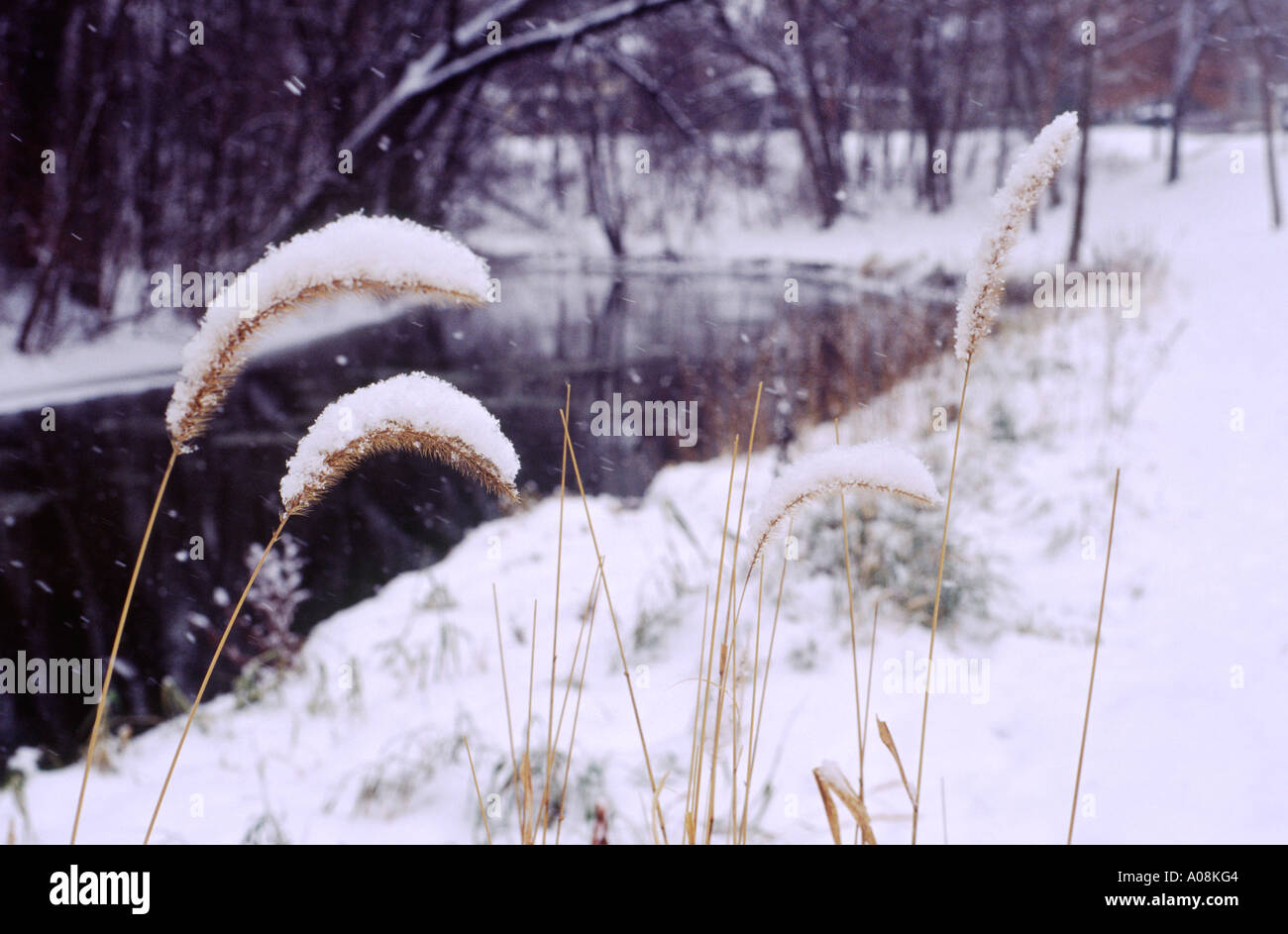 Winter scene of Minnehaha Creek, City Park Minneapolis, MN, Minnesota, USA,  United States of America Stock Photo - Alamy, image size:1300x943