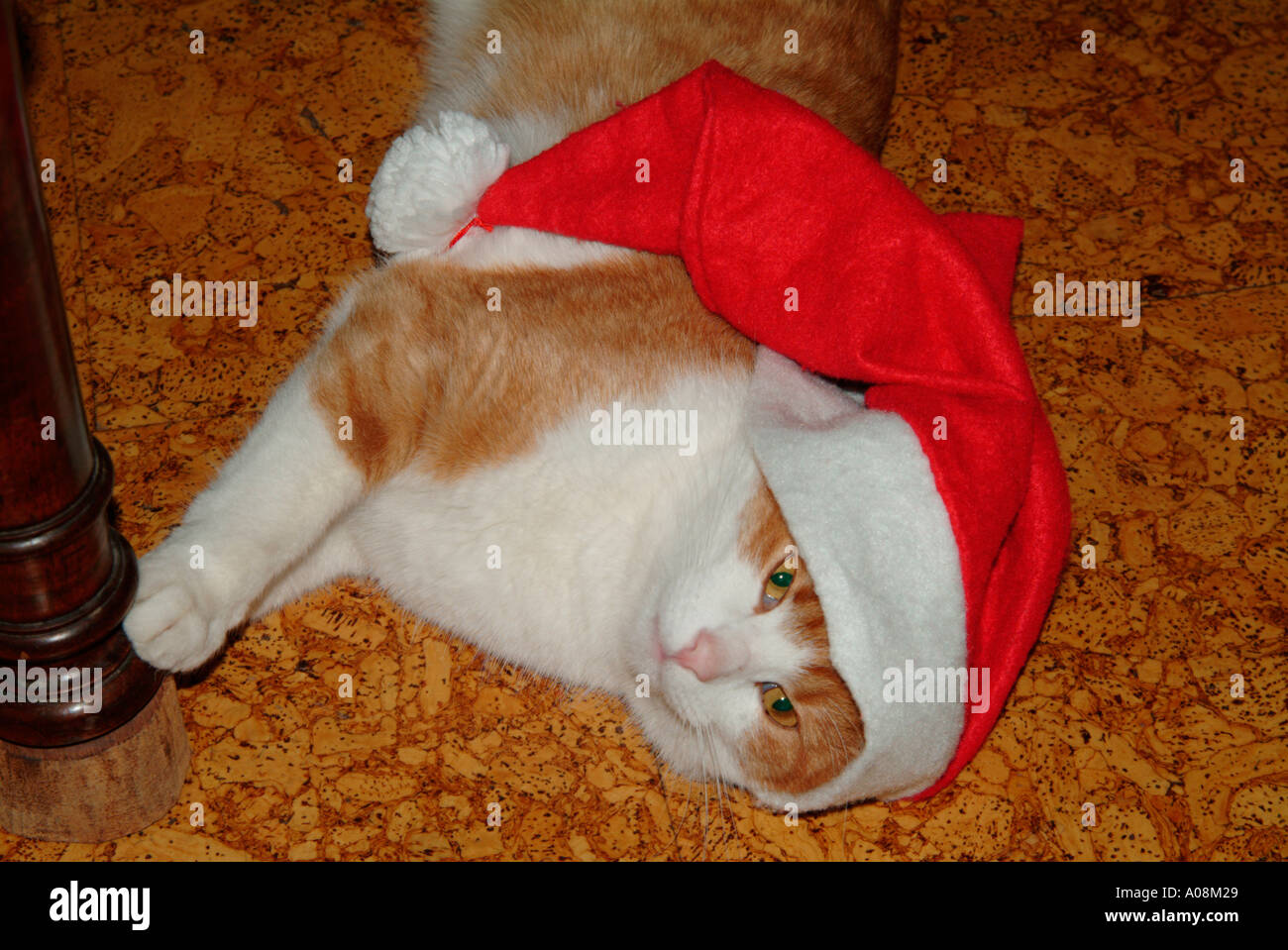 Innowacyjny Drapak dla Kota – Połączenie Komfortu z Rozrywką