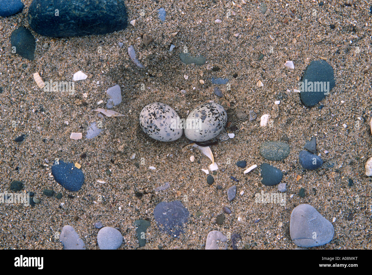 Nest and eggs of Little Tern Gronant Dunes Nature Reserve Denbighshire North Wales Stock Photo