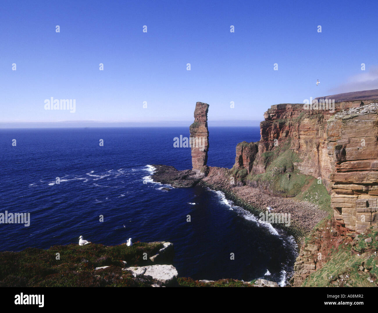 dh Old Man of Hoy HOY ORKNEY Sea stack red sandstone cliffs Fulmar birds clifftop cliff Stock Photo