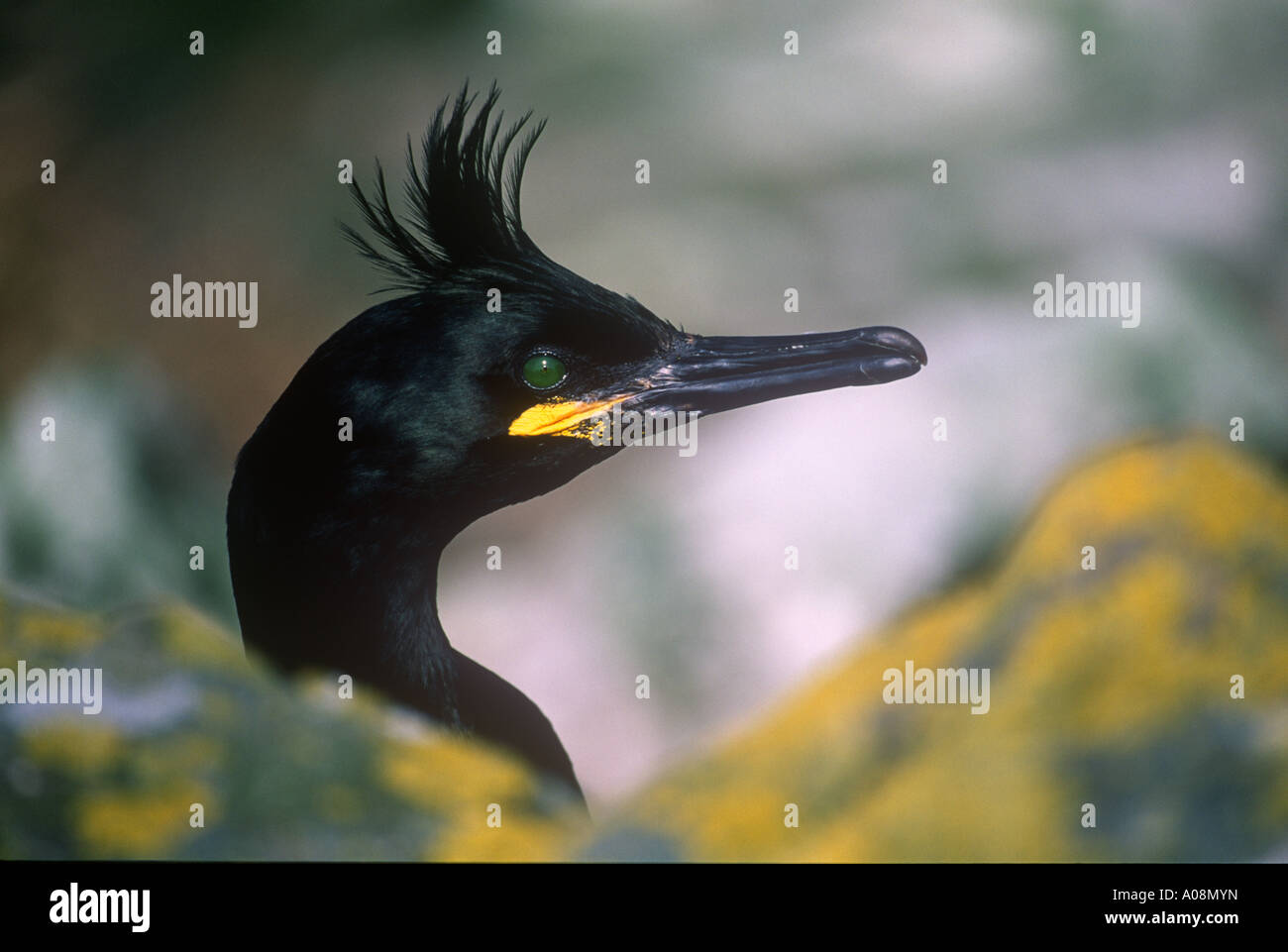 Adult Shag Stock Photo