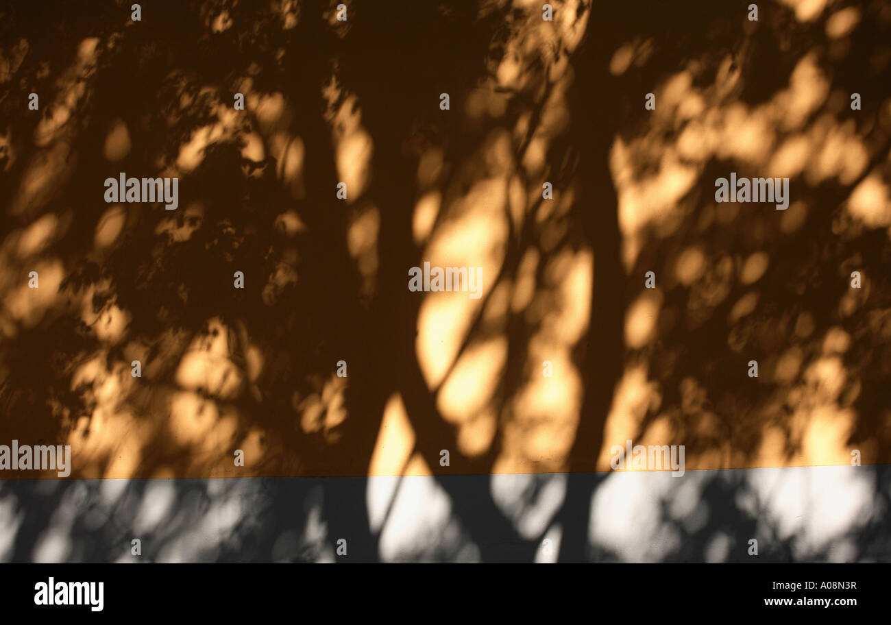 Tree patterns in the shadow hi-res stock photography and images - Alamy