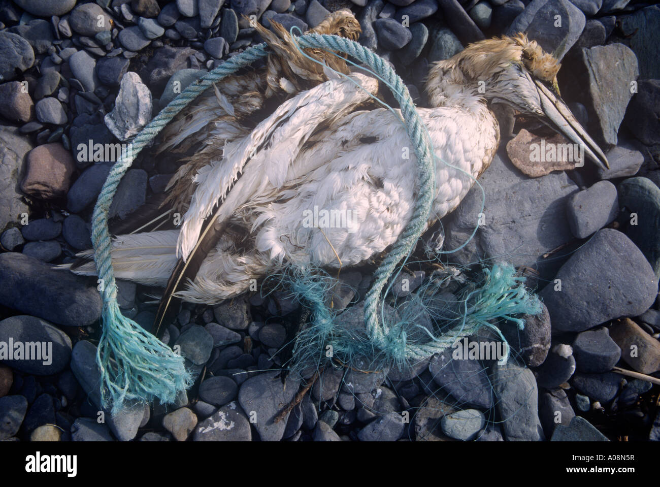 Dead Gannet with leg caught up in nylon rope Stock Photo